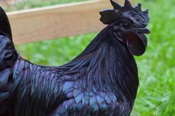 Thị trường - Tiêu dùng - Con đen từ đầu đến chân, nuôi từ thế kỷ 12, ở Việt Nam giá cao nhất hơn 50 triệu đồng