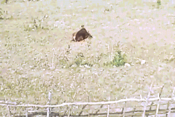 Phi thường - kỳ quặc - Video: Vừa tóm được con bê, hổ “ba chân bốn cẳng” bỏ chạy chỉ vì điều này