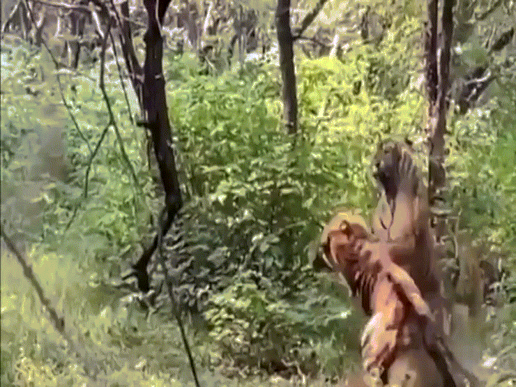 Video: Hai con hổ đực lao vào kịch chiến dữ dội để giành hổ cái