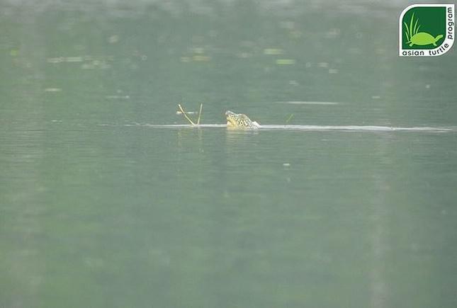 Loài rùa Hoàn Kiếm có tập tính vô cùng bí ẩn. Ảnh chụp rùa Hoàn Kiếm tại Hồ Đồng Mô. Ảnh: ATP.