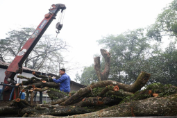 Ấn định ngày đấu giá lô gỗ sưa ở thôn Phụ Chính, giá giảm xuống dưới 100 tỷ đồng