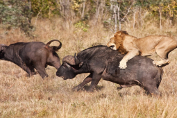 Bị trâu rừng ”kéo quân” trả thù, sư tử có hành động thông minh