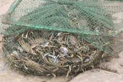 Lọai hải sản lạ ngon ngọt hơn cua, 80.000 đồng/kg thành đặc sản nổi tiếng một vùng