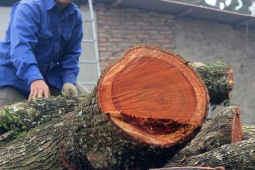 Bán thành công lô gỗ sưa từng được trả giá trăm tỷ ở Hà Nội sau 5 lần đấu giá
