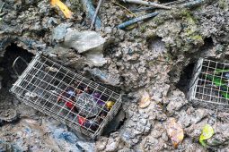 Thị trường - Tiêu dùng - Loại hải sản lạ nghe tên thấy "buồn cả ngày", không ngờ là đặc sản ngon hơn cua