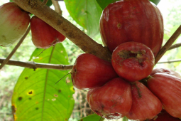 Thị trường - Tiêu dùng - Loại quả trước rụng không ai ăn nay "sốt" trên mạng, thành đặc sản lạ nhiều người nhầm lẫn