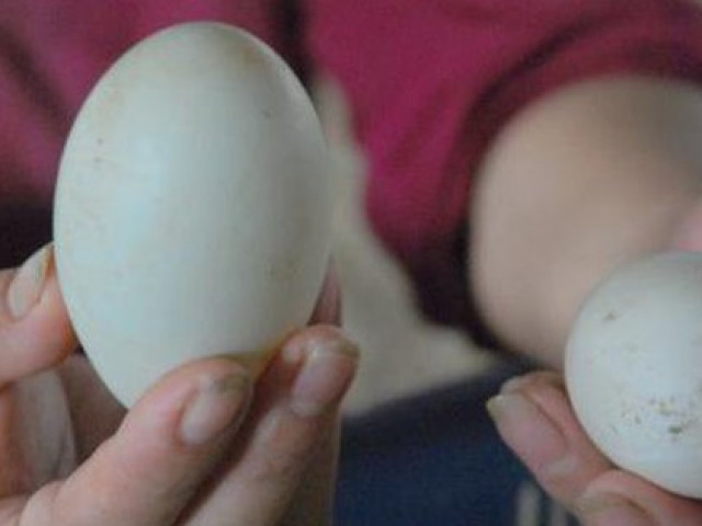 Cách đơn giản chọn mua trứng vịt lộn ngon và bổ dưỡng nhất, tránh mua phải trứng già và ung