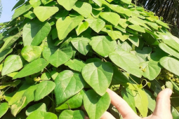 Thị trường - Tiêu dùng - Trồng thứ cây mọc hoang ở rừng, 8X Bình Thuận thu trăm triệu đồng mỗi năm