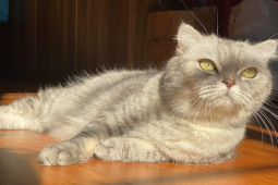 Thị trường - Tiêu dùng - Mạnh tay chi tiền triệu gửi “thú cưng” dịp nghỉ lễ 30/4