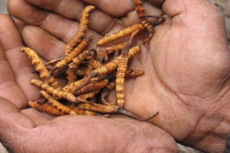 Thị trường - Tiêu dùng - Thứ có nguy cơ biến mất, tiền tỷ mỗi kg, muốn hái cũng rất nguy hiểm