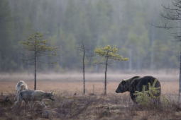 Media - Bị cướp mồi, đàn sói truy sát gấu xám
