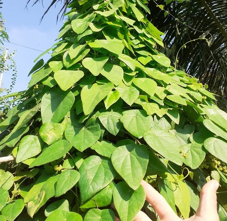 Anh đã chuyển đổi một phần vườn thanh long trước đây sang trồng 1 ha cây sương sâm lông để nâng cao thu nhập