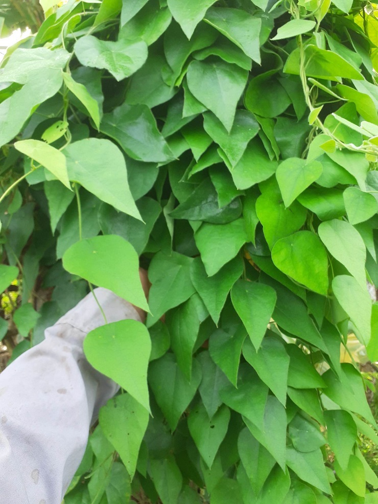 Với 1 ha sương sâm lông đang cho thu hoạch khoảng 180 triệu đồng mỗi năm