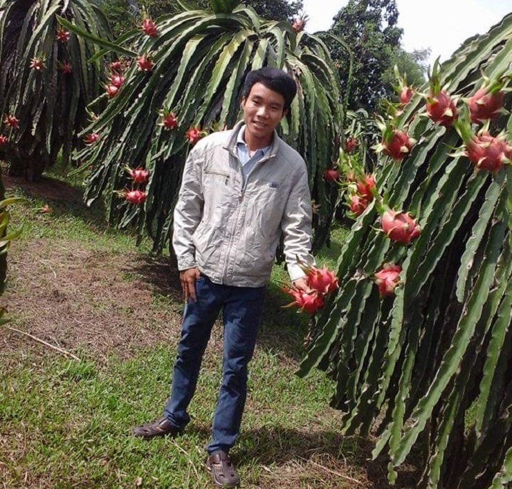 Anh Nguyễn Minh Tân cho biết hiện chỉ còn trồng 500 trụ thanh long trong trang trại 2,5ha của mình