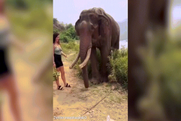 Thế giới - Video: Dùng chuối trêu voi, người phụ nữ lãnh hậu quả "rợn người"