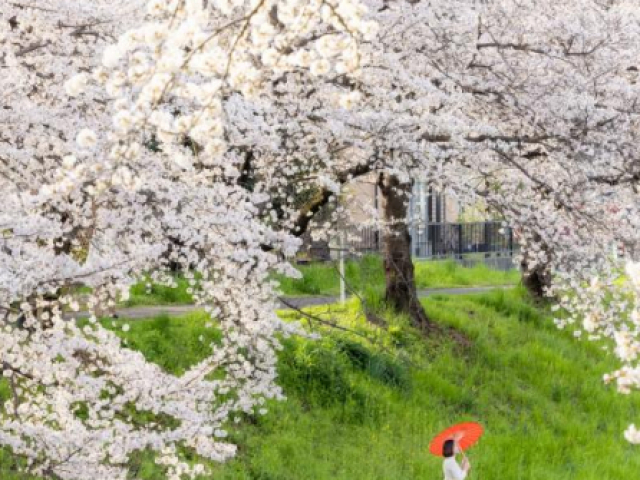 Mùa hoa anh đào đẹp phủ hồng trời Nhật Bản