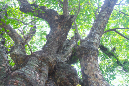 Tin tức trong ngày - Năm cây thị gần 700 tuổi từng là nơi trú ẩn của bộ đội thời chiến tranh