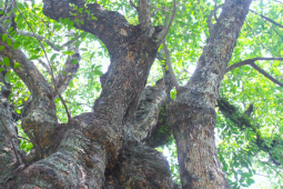 Tin tức trong ngày - Năm cây thị gần 700 tuổi từng là nơi trú ẩn của bộ đội thời chiến tranh