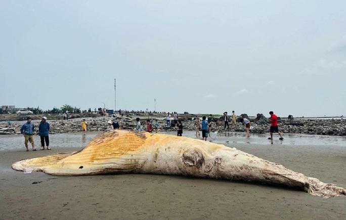 Xác cá voi trôi vào bờ biển Nam Định hôm 30-4