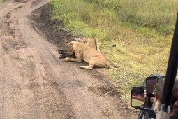 Cặp đôi sư tử phô diễn khả năng săn mồi ngay trước mặt du khách