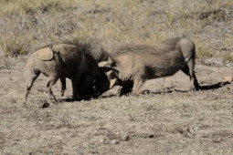 Video: Cuộc chiến đẫm máu giữa 2 con lợn rừng