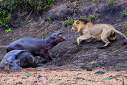 Đụng độ hà mã, sư tử đi săn cả đàn vẫn bị đánh chạy tán loạn