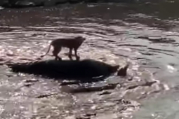 Media - Bị hàng chục con cá sấu vây quanh, sư tử dùng "khinh công" thoát chết ngoạn mục