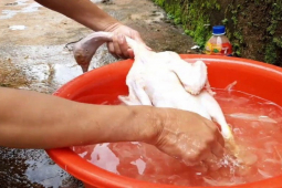 Thị trường - Tiêu dùng - Mổ bụng vịt bất ngờ thấy vật thể lạ, tưởng đồ vứt đi hóa ra là "mỏ vàng" hơn 300 tỷ