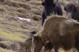 Phi thường - kỳ quặc - Clip: Bò Tây Tạng tử chiến với báo tuyết để bảo vệ con