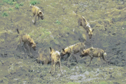 Phi thường - kỳ quặc - Video: Bị bầy chó hoang truy sát, lợn rừng nhanh trí thoát khỏi nanh vuốt kẻ đi săn