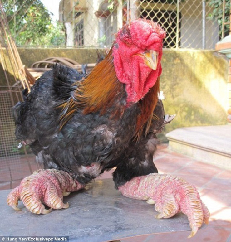 Năm 2020, tờ Business Insider (Mỹ) đã chia sẻ đoạn video giới thiệu về giống gà đặc sản nổi tiếng của Việt Nam - gà Đông Tảo. Đoạn video hiện thu hút gần 1,4 triệu lượt xem, bạn bè quốc tế tỏ ra thích thú với giống gà lạ này.
