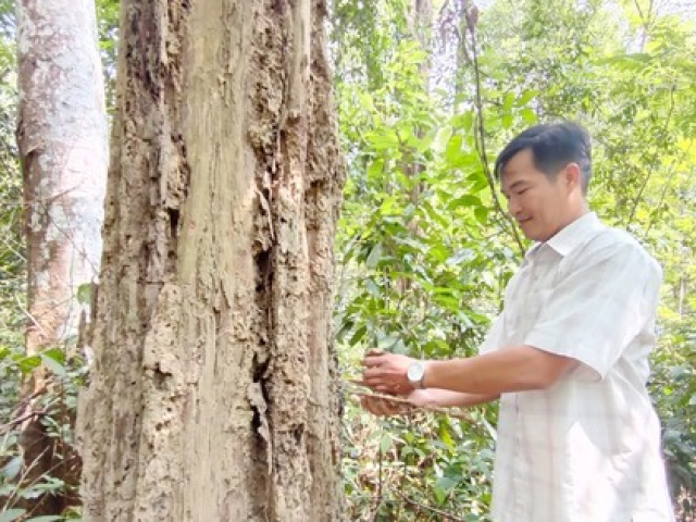Vụ 161 cây gỗ trắc chết khô: Vì sao không được khai thác?