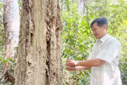 Tin tức trong ngày - Vụ 161 cây gỗ trắc chết khô: Vì sao không được khai thác?