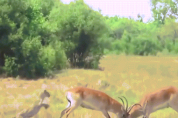 Phi thường - kỳ quặc - Clip: Mải húc nhau, linh dương đực bị báo săn sát hại