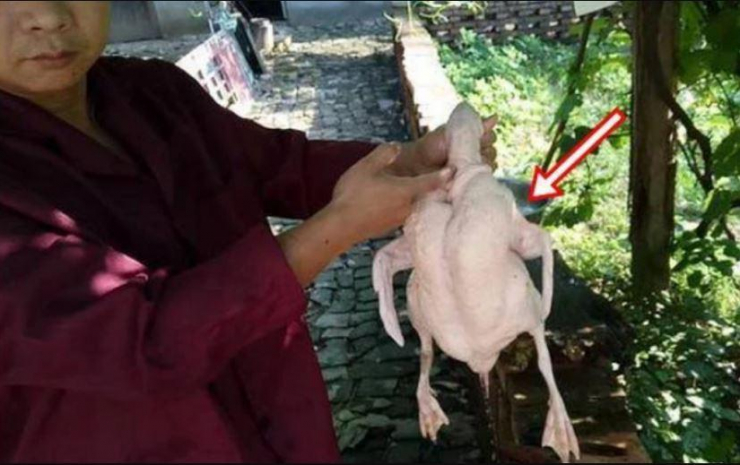 Người đàn ông tìm thấy kim cương khi đang mổ một con vịt.