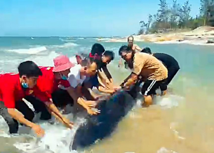 Rất đông người hợp lực cứu chú cá voi quý hiếm. Ảnh cắt từ clip.