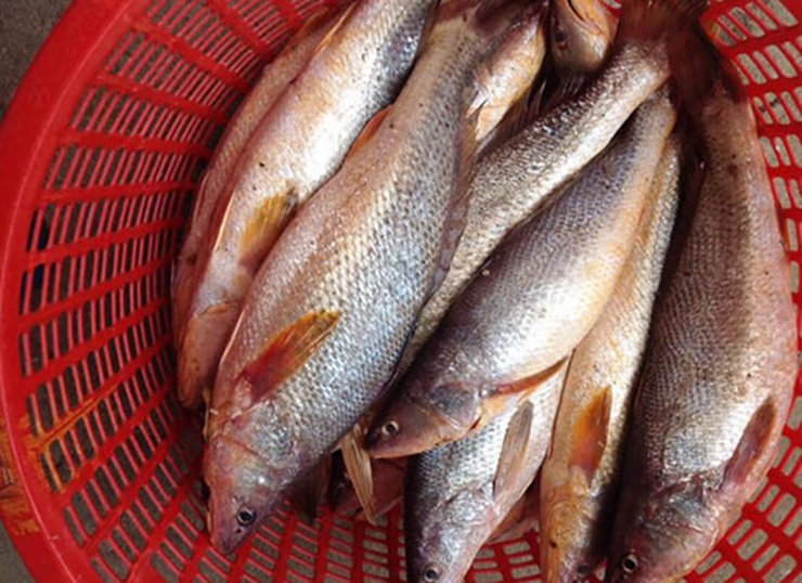 Cá lù đù được đánh bắt rất nhiều tại các khu vực biển Vũng Tàu, Cần Giờ, Phước Hải, Bạc Liêu, Bến Tre,…
