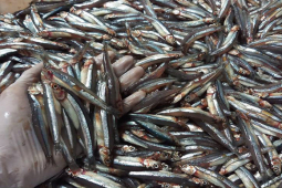 Việt Nam có 2 loại cá từng bị chê ”tới bến”, nay thành đặc sản xuất ngoại đắt tiền