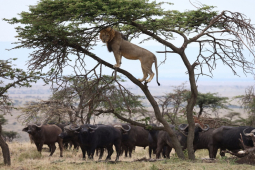 Media - Bị hàng chục trâu rừng bao vây, truy sát, sư tử phải "trốn chui, trốn lủi"