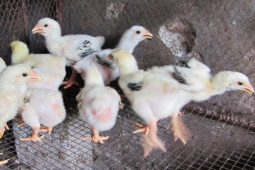 Thị trường - Tiêu dùng - Giống gà của Việt Nam siêu đắt đỏ, báo Mỹ gọi là "gà rồng"