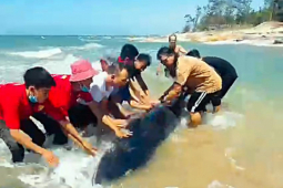 Tin tức trong ngày - Du khách cùng người dân cứu cá voi lưng gù mắc cạn trên bãi biển