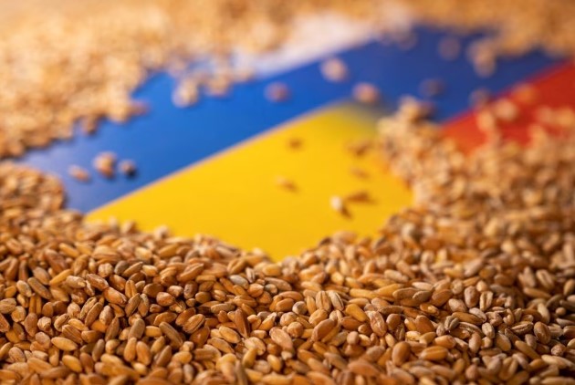 EU cho phép 5 quốc gia thành viên cấm nhập khẩu ngũ cốc Ukraine. Ảnh minh họa: Reuters