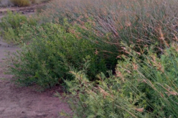 Thị trường - Tiêu dùng - Cây dại mọc tua tủa sau mưa, trước cho lợn ăn nay hóa "mỏ vàng", thành đặc sản nổi tiếng