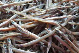 Thị trường - Tiêu dùng - Loại cá bé tí trước không ai ăn, đem phơi khô thành đặc sản dân nhậu "săn lùng"