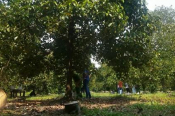 Pháp luật - Người phụ nữ hiền lành chết thảm ở vườn trái cây, gần đó có bao thuốc, dao bấm…