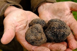 Thị trường - Tiêu dùng - Thứ phải dùng chó đánh hơi để tìm, kiếm được bán trăm triệu quý như vàng