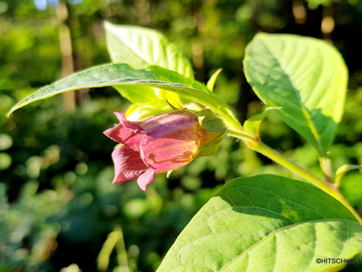 Trong số các giống cây gây chết người tại Alnwick có foxgloves, Atropa belladonna - còn được gọi là bóng tối chết chóc hoặc cây độc cần, là thứ đã mang đến cái chết của nhà triết gia vĩ đại Socrates trong bản án tuyên phạt buộc phải tự tử bằng thuốc độc của thành Athena.