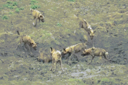 Video: Bị bầy chó hoang truy sát, lợn rừng nhanh trí thoát khỏi nanh vuốt kẻ đi săn