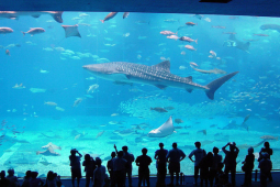 Du lịch - Du khách trầm trồ trước 10 thủy cung lớn nhất thế giới