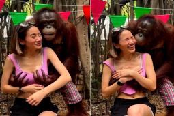 Bạn trẻ - Cuộc sống - Đười ươi nổi tiếng vì "sàm sỡ" gái xinh tại vườn thú